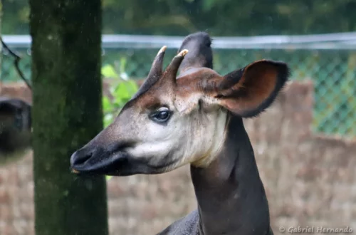 Okapi