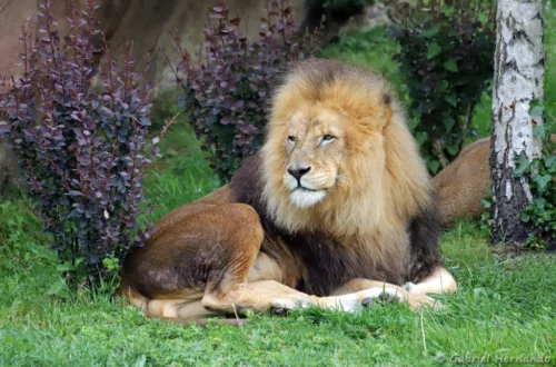 Lion mâle
