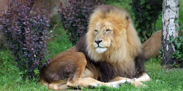 Lion mâle