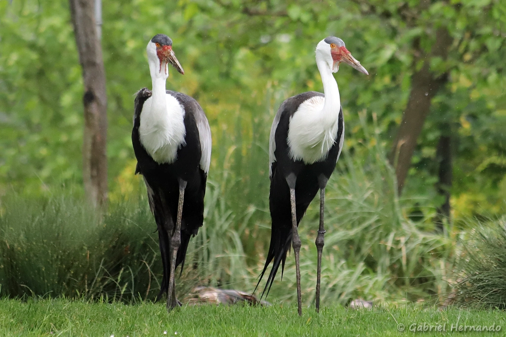 Grues caronculées