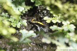 Phyllobates vittatus