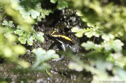 Phyllobates vittatus