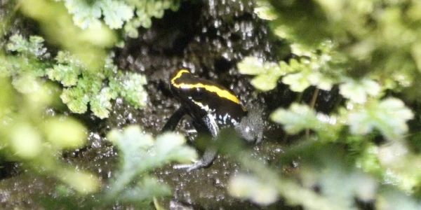 Phyllobates vittatus