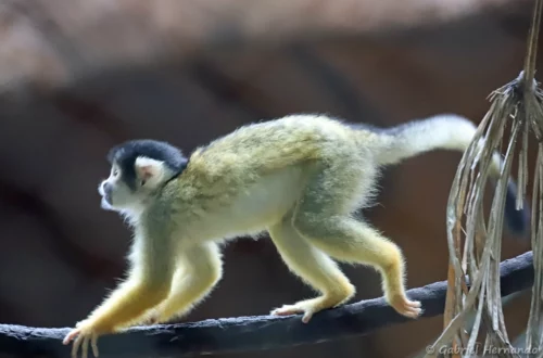 Singe-écureuil de Bolivie, Sapajou à tête noire ou Saïmiri de Bolivie