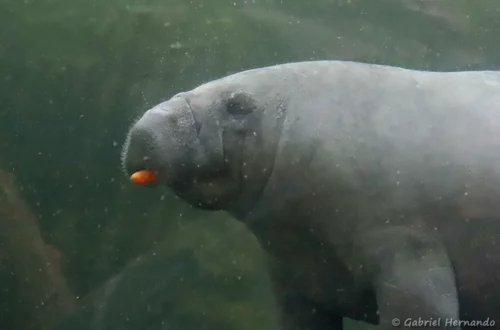 Lamantin des Caraïbes - Trichechus manatus (ZooParc de Beauval, mai 2025)