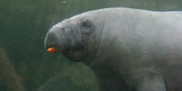 Lamantin des Caraïbes - Trichechus manatus (ZooParc de Beauval, mai 2025)