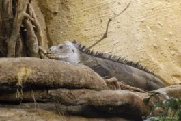 Iguane des Petites Antilles