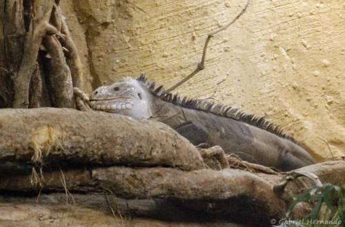 Iguane des Petites Antilles