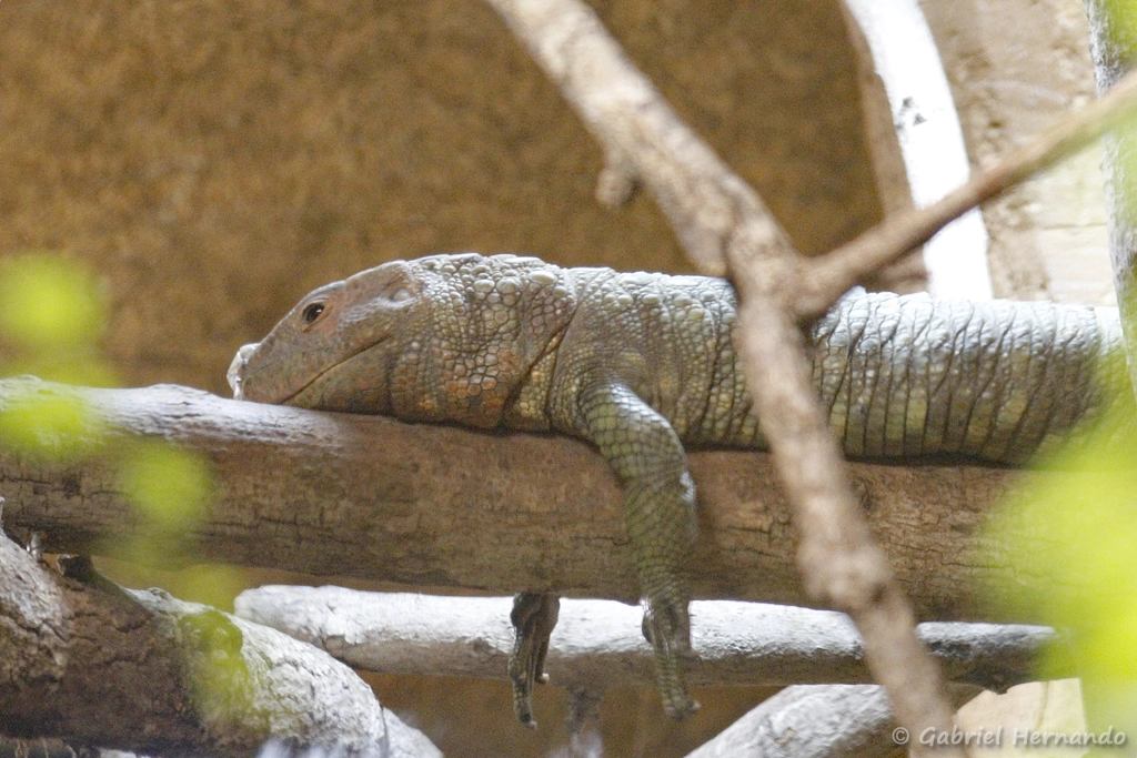 Lézard-caïman