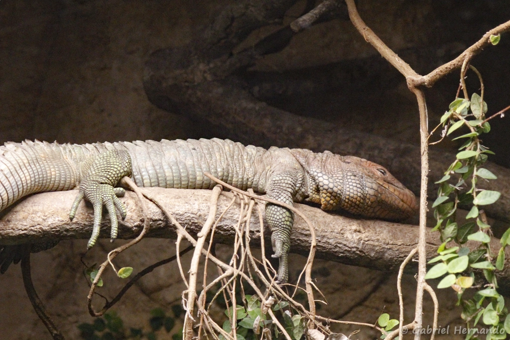 Lézard-caïman
