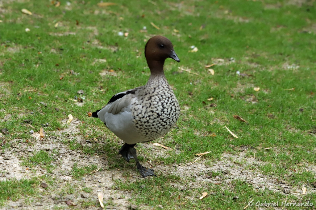 Canard à crinière