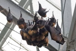 Roussette de Rodrigues