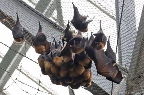 Roussette de Rodrigues