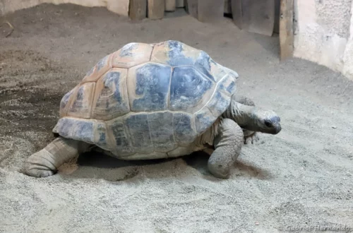 Tortue géante d'Aldabra