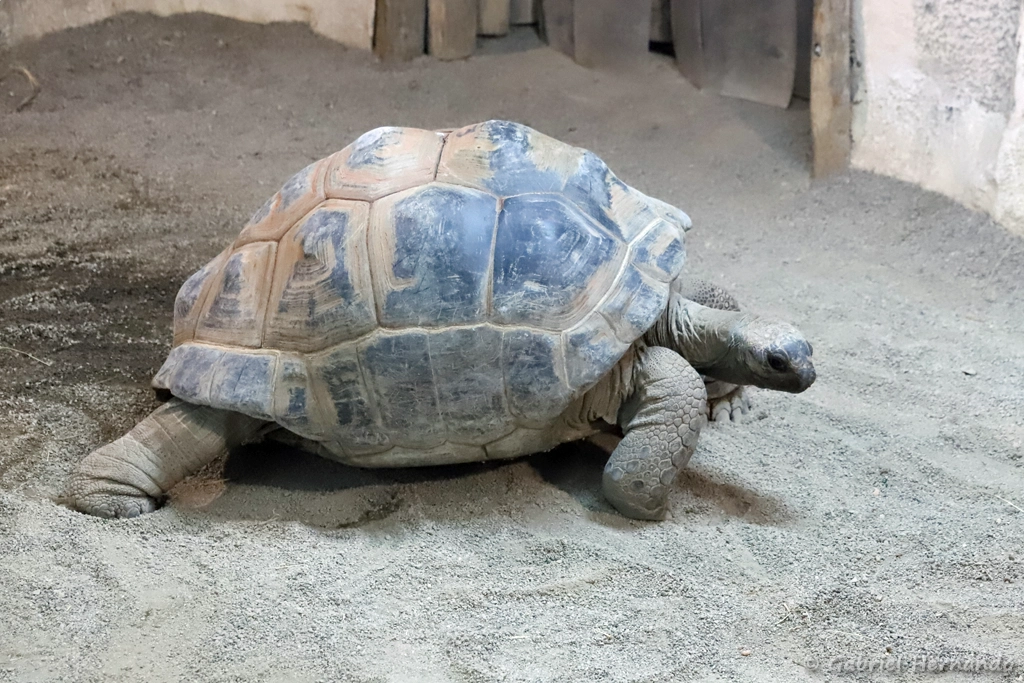 Tortue géante d'Aldabra