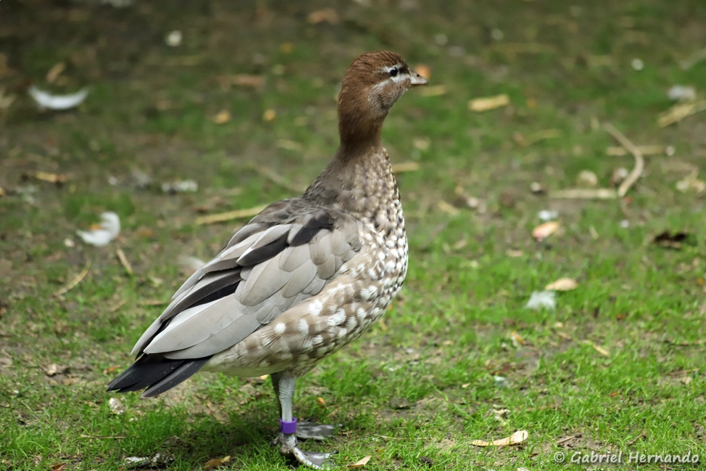 Canard à crinière