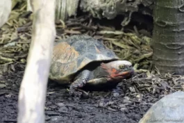 Tortue-boîte de Bourret