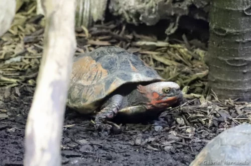 Tortue-boîte de Bourret