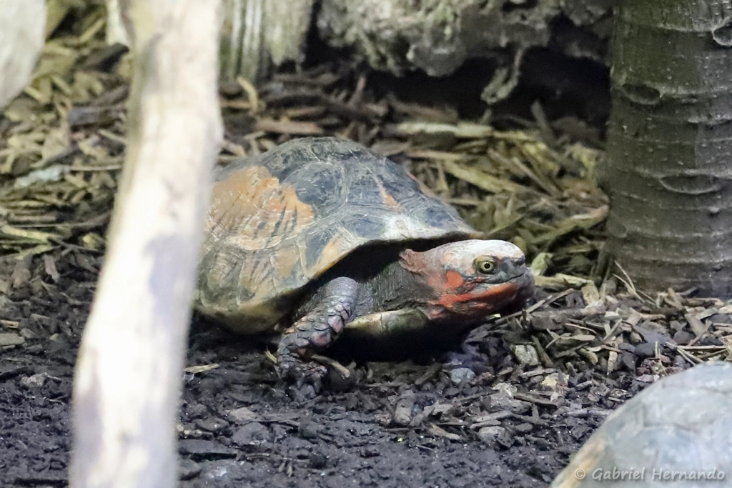 Tortue-boîte de Bourret