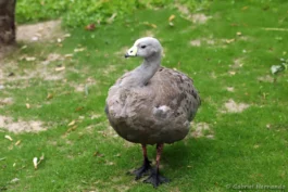 Céréopse cendré
