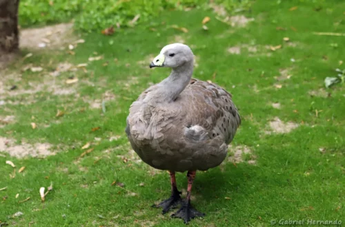 Céréopse cendré
