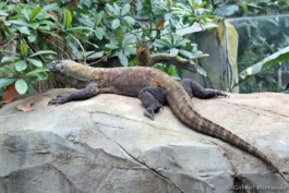 Dragon de Komodo