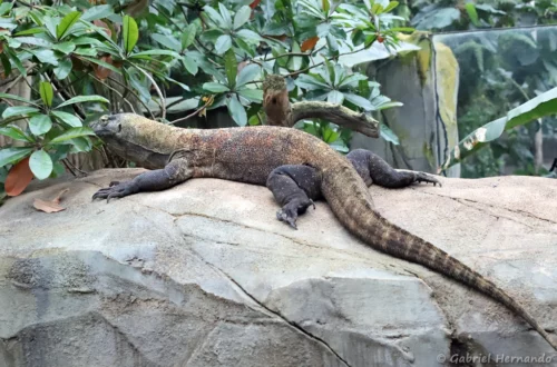 Dragon de Komodo