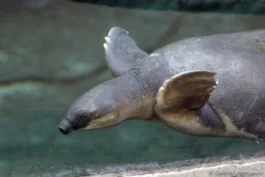 Tortue à nez de cochon