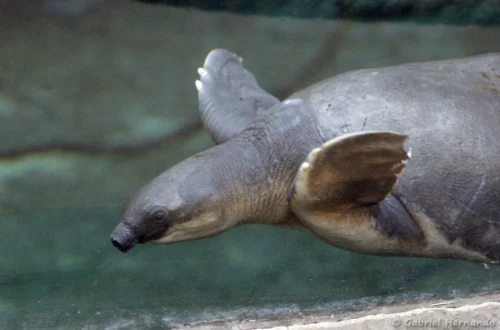 Tortue à nez de cochon