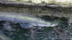 Arapaima gigas (Beauval, mai 2025)