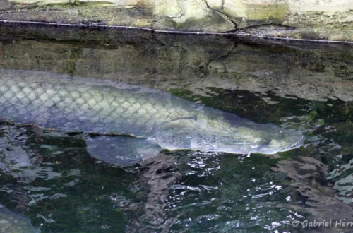 Arapaima gigas (Beauval, mai 2025)