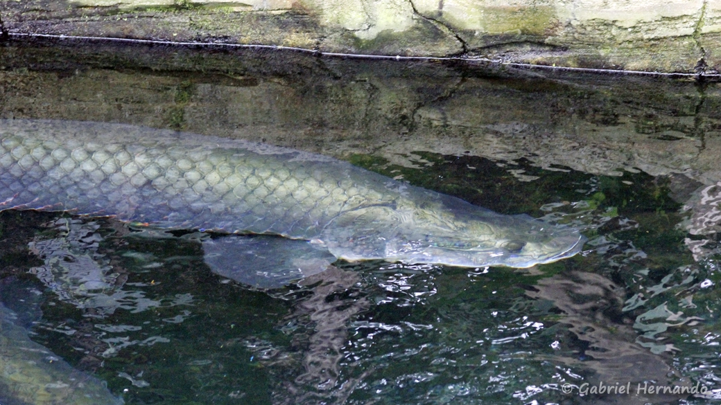 Arapaima gigas (Beauval, mai 2025)