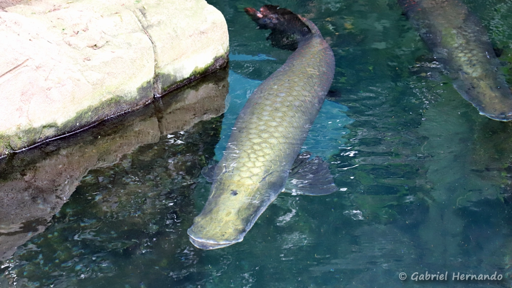 Arapaima gigas (Beauval, mai 2025)