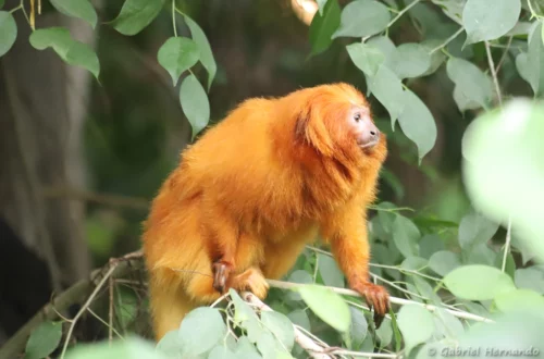 Tamarin-lion doré