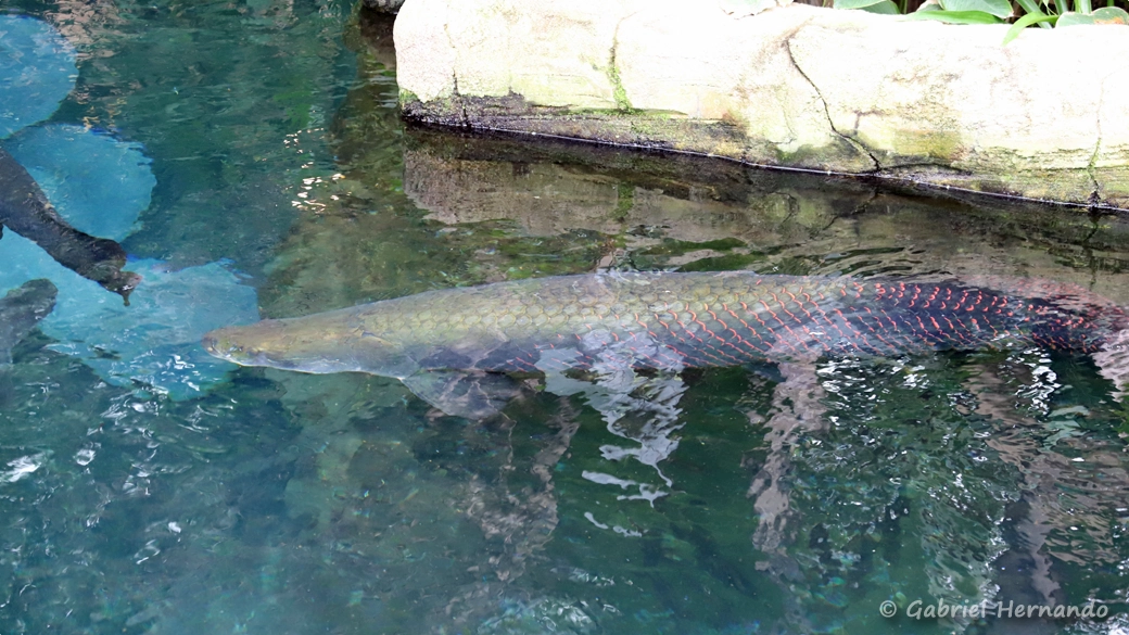 Arapaima gigas (Beauval, mai 2025)