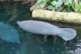 Lamantin des Caraïbes - Trichechus manatus (ZooParc de Beauval, mai 2025)
