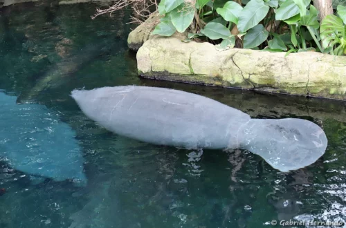 Lamantin des Caraïbes - Trichechus manatus (ZooParc de Beauval, mai 2025)
