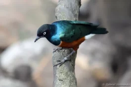 Choucador superbe