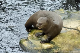Loutre géante