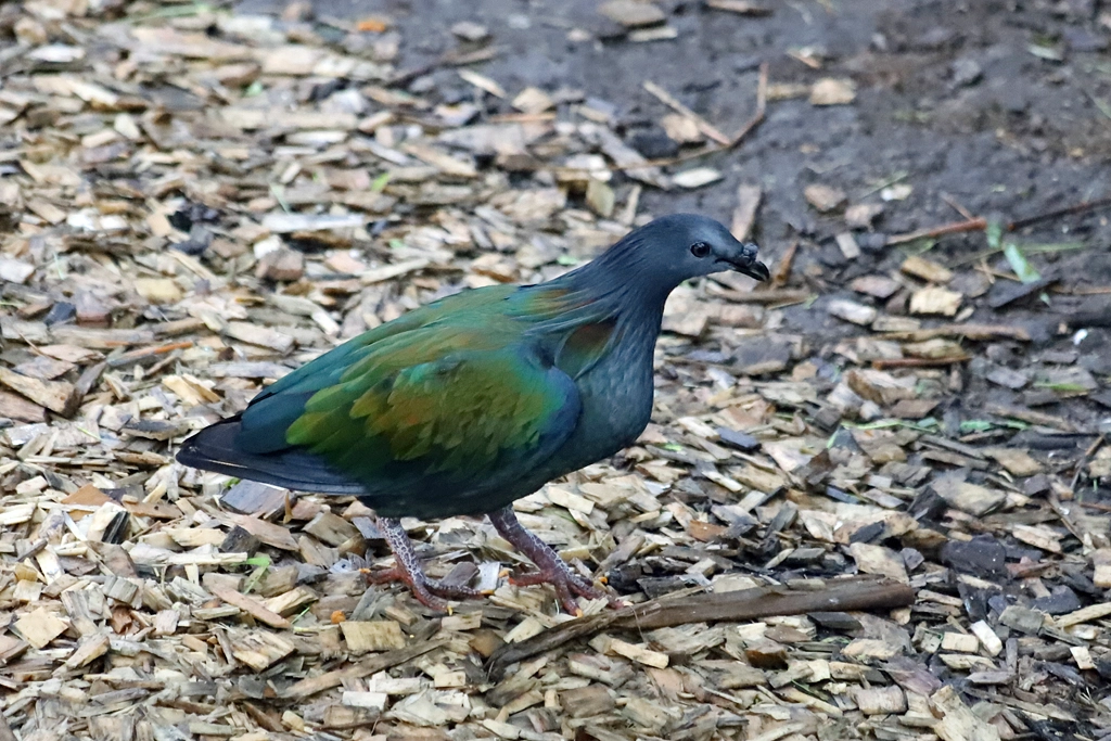 Pigeon de Nicobar