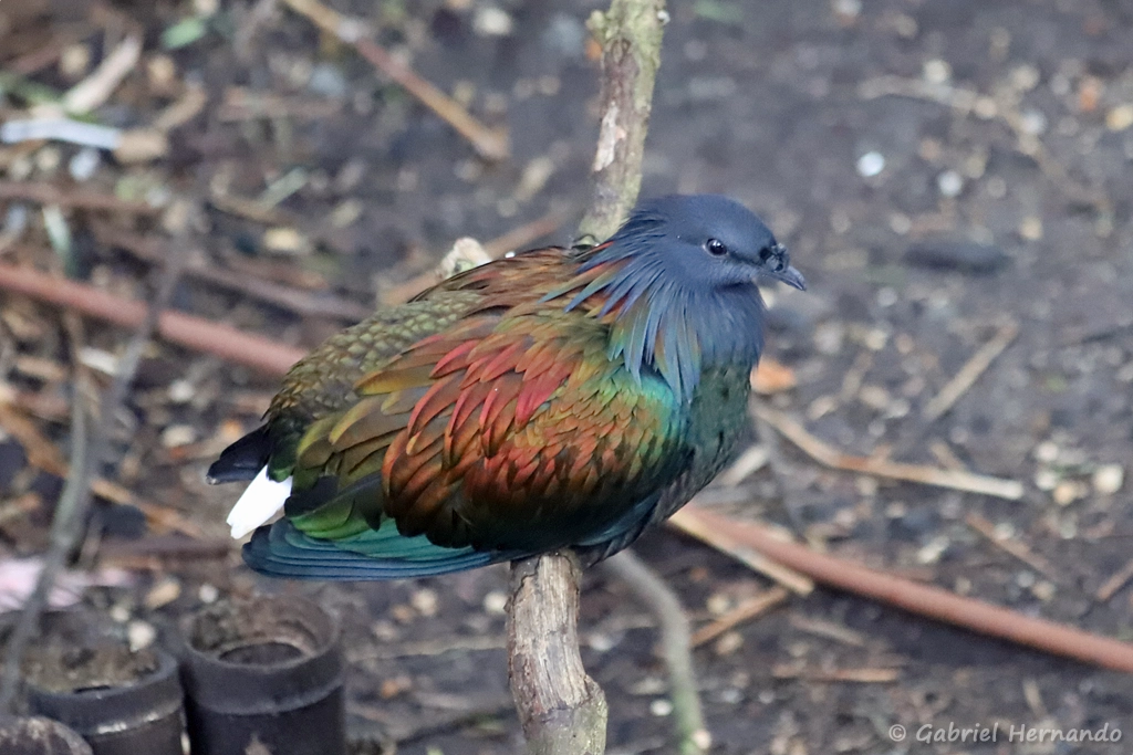 Pigeon de Nicobar