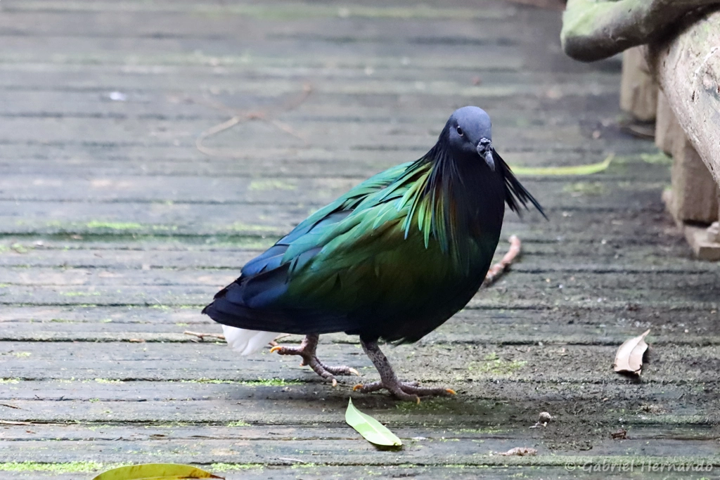 Pigeon de Nicobar