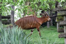 Bongo de montagne