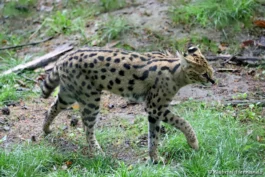 Serval