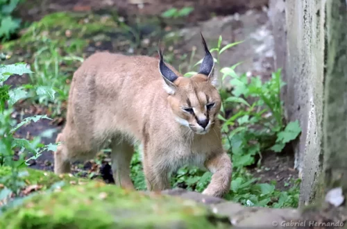 Caracal