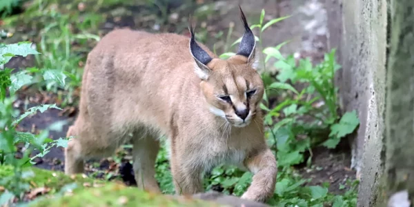 Caracal