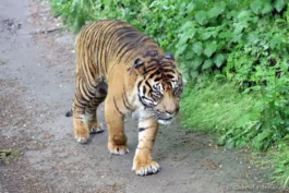 Tigre de Sumatra