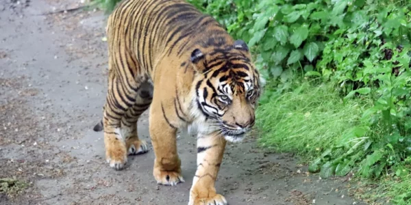 Tigre de Sumatra