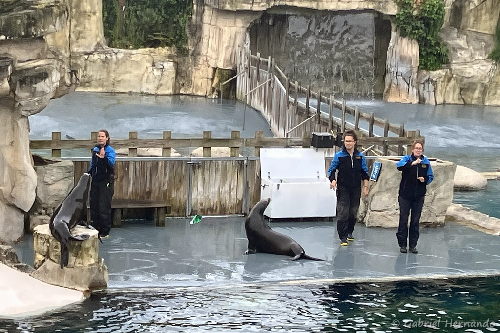 Le bassin des Otaries