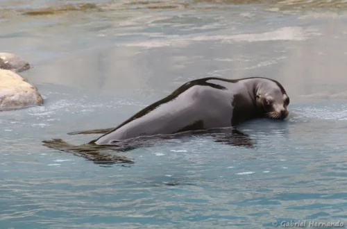 Otarie de Californie